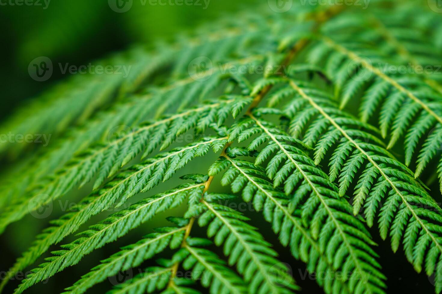 Sphaeropteris cooperi or Cyathea cooperi lacy tree fern, scaly tree fern photo