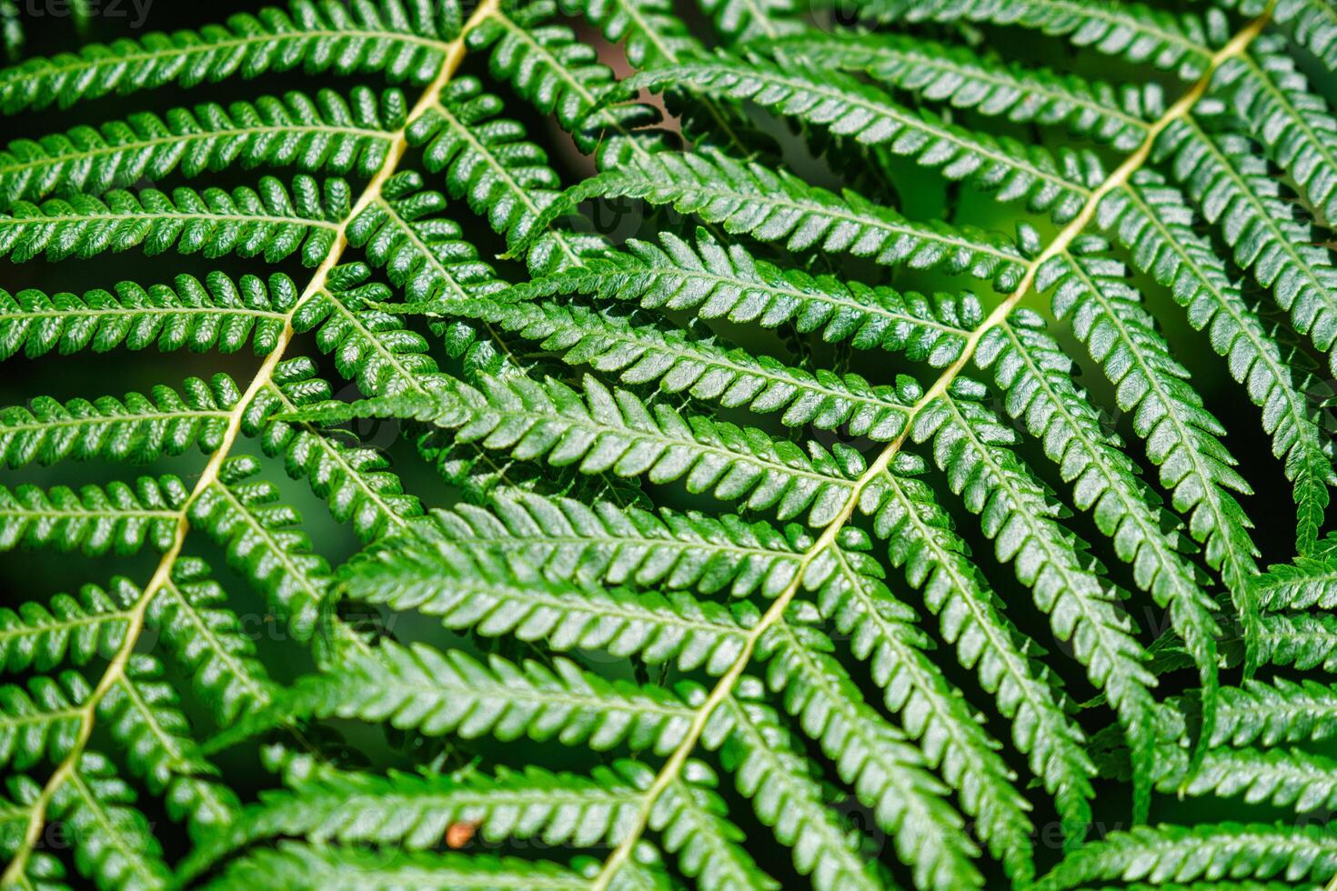 Sphaeropteris cooperi or Cyathea cooperi lacy tree fern, scaly tree fern photo