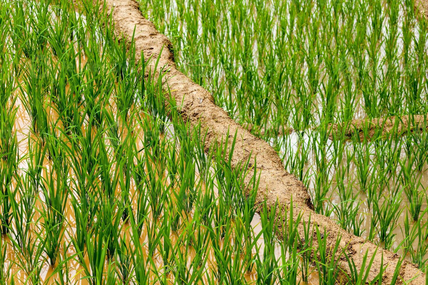 Rice plantations. Vietnam photo