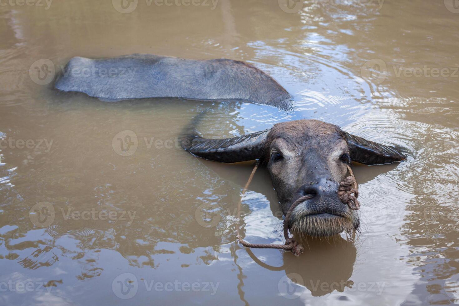Water buffalo. Vietnam photo