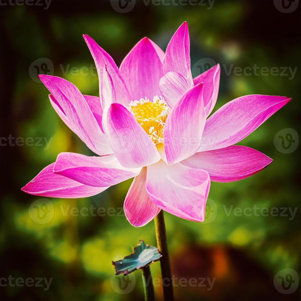 Lotus close up photo