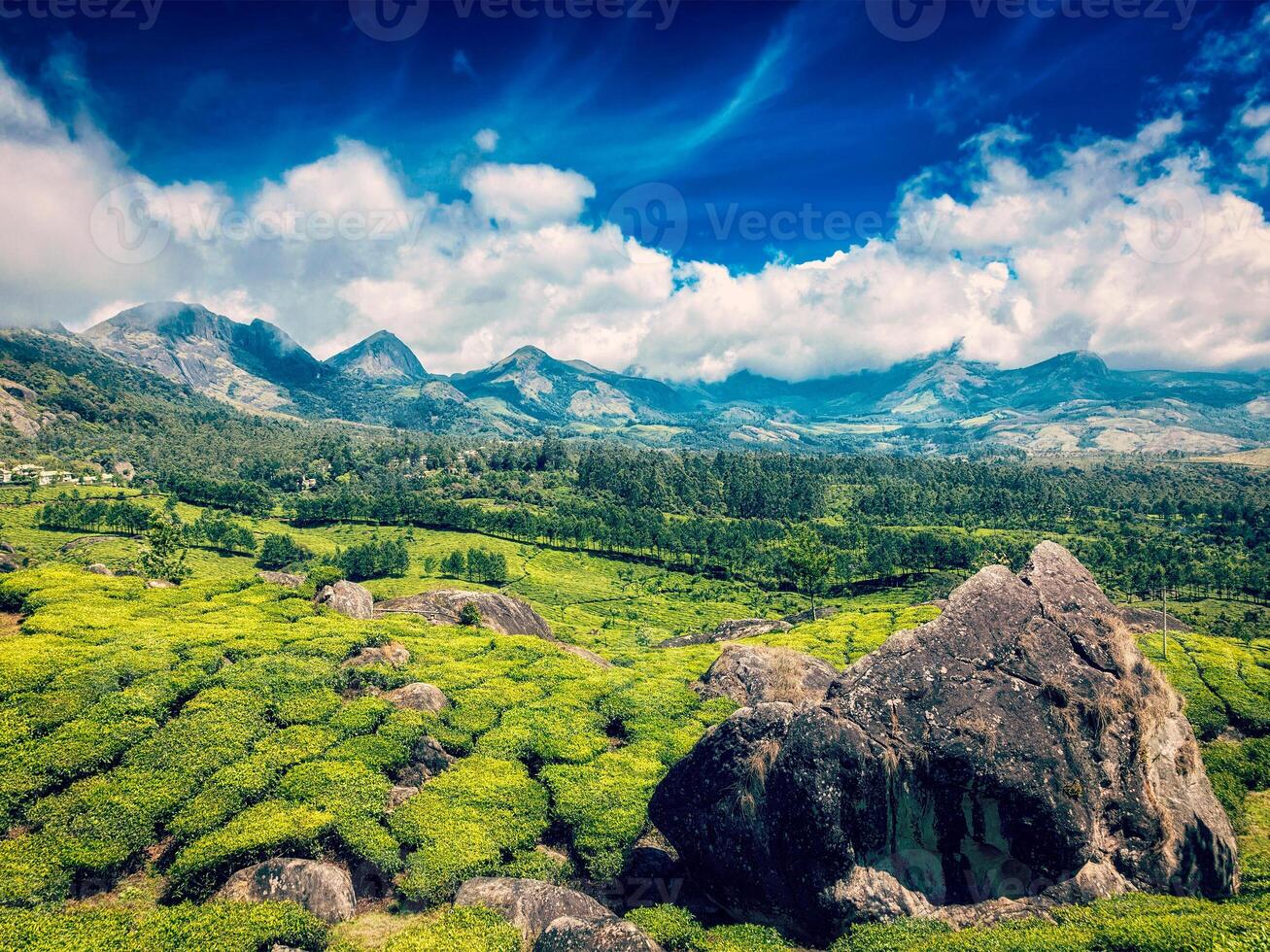 Tea plantations. Munnar, Kerala photo