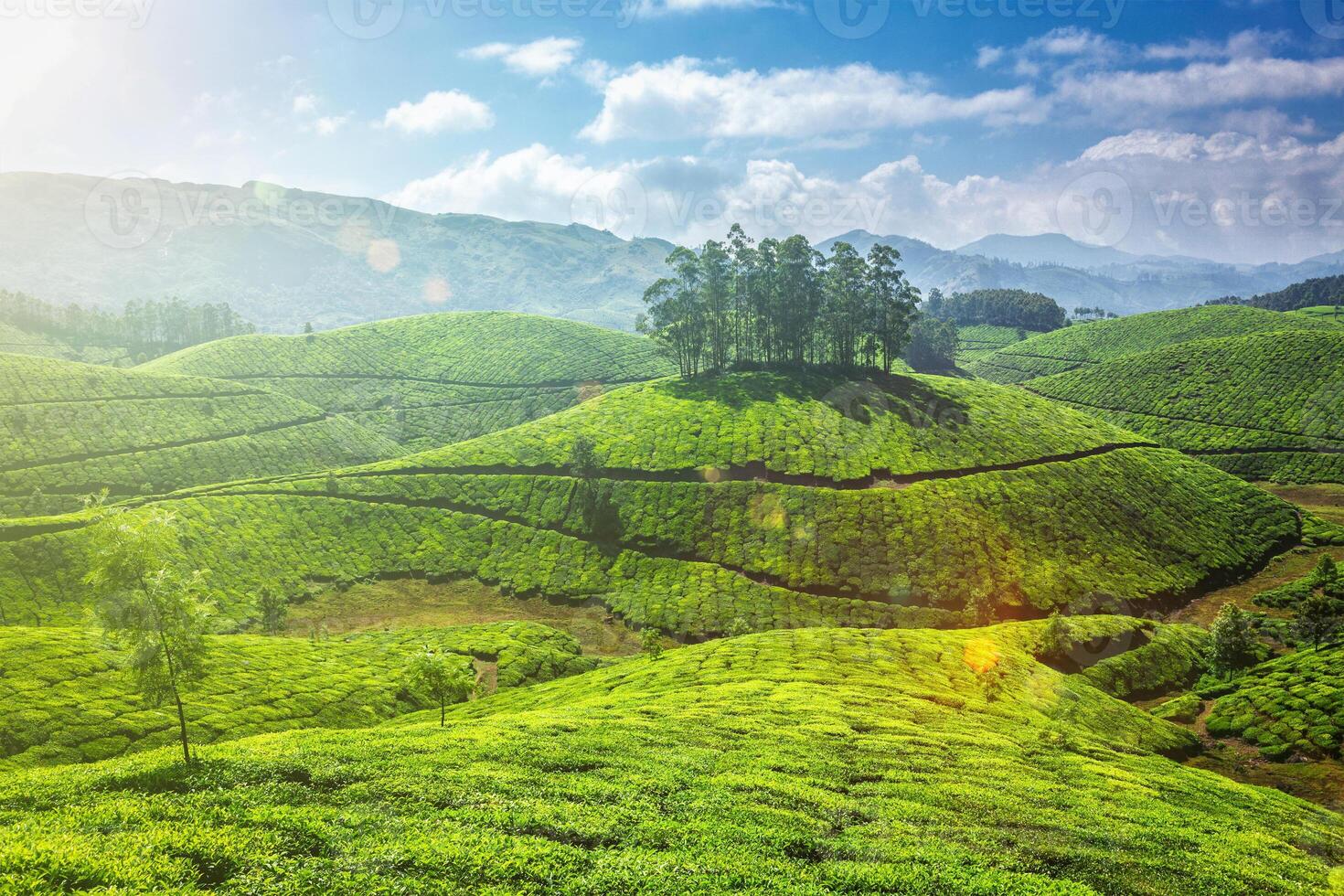 Tea plantations in Kerala, India photo