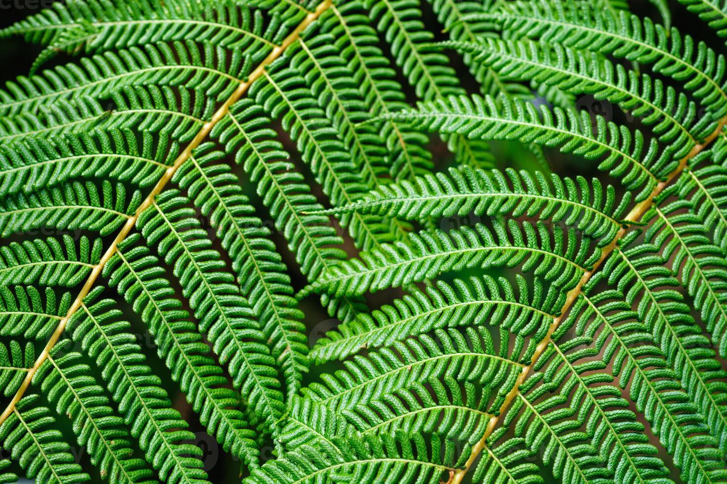 Sphaeropteris cooperi or Cyathea cooperi lacy tree fern, scaly tree fern photo