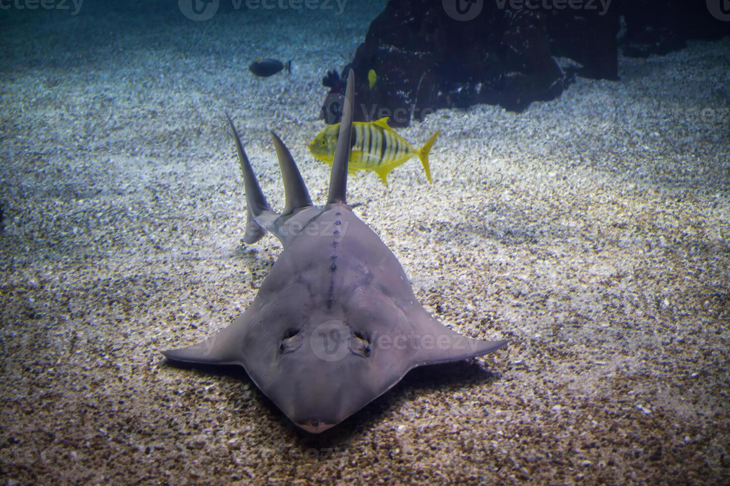 Common guitarfish fish in sea photo