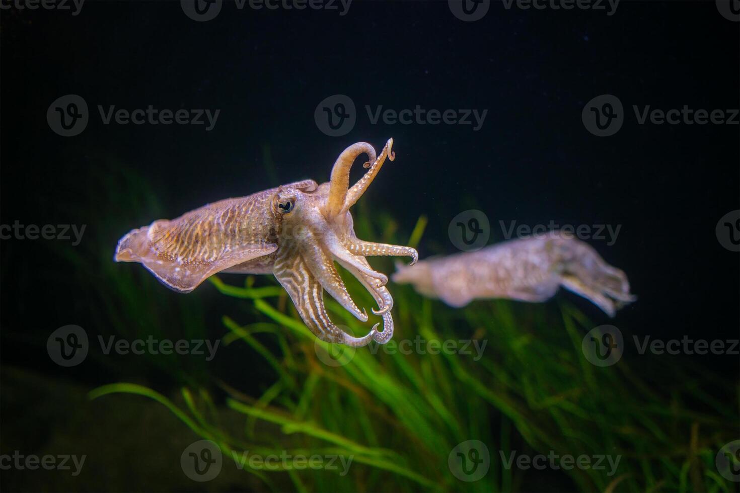 The Common European Cuttlefish Sepia Offcinalis underwater photo