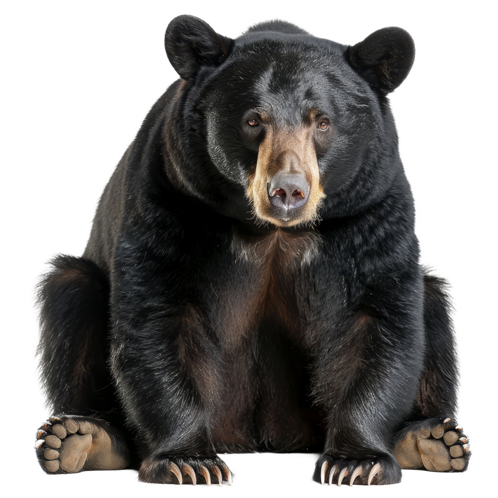 American black bear sitting in front of a plain background, a american black bear isolated on transparent background png