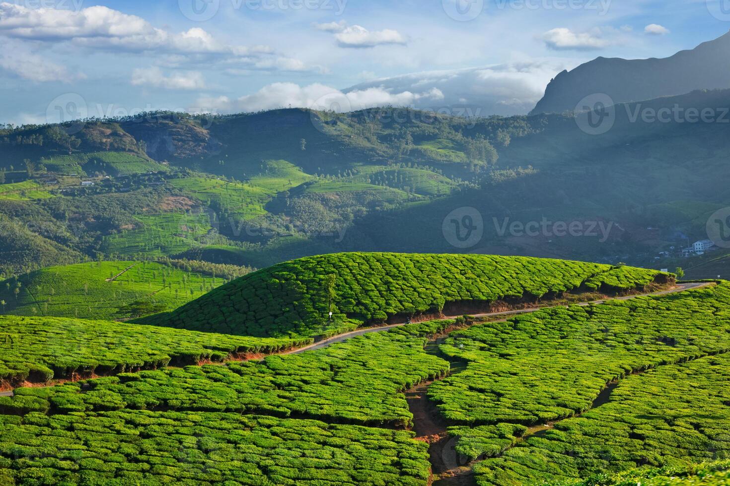 Tea plantations, India photo