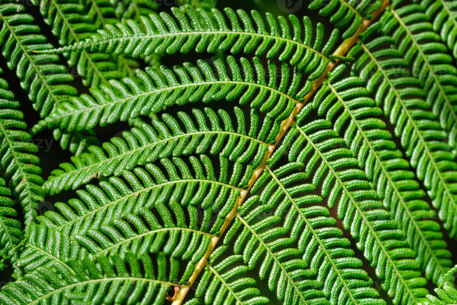 Sphaeropteris cooperi or Cyathea cooperi lacy tree fern, scaly tree fern photo