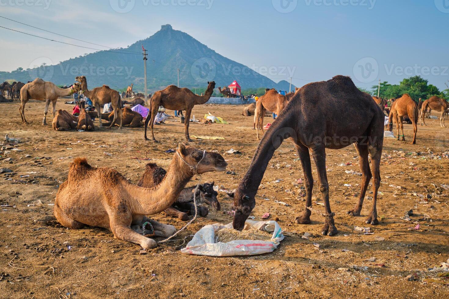 Camels at Pushkar Mela Pushkar Camel Fair , India photo