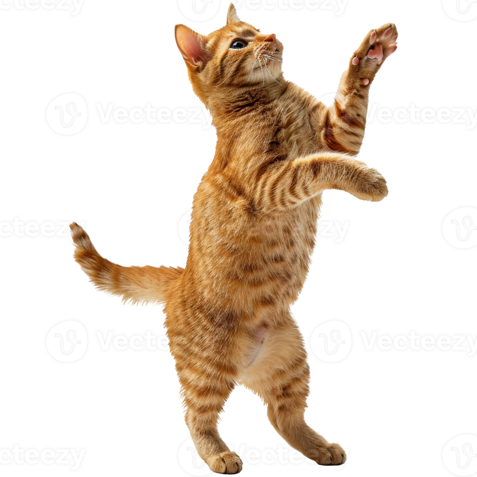 Orange cat playing, transparent background png