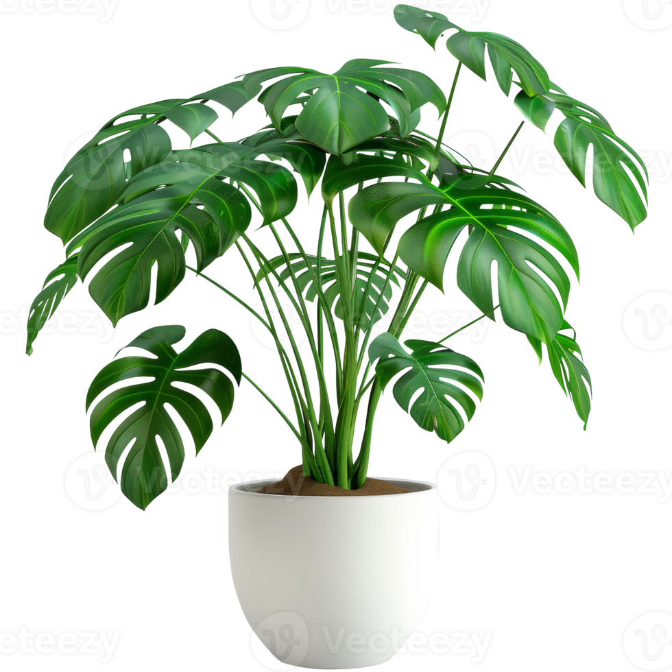 Monstera plant in flower pot, transparent background png