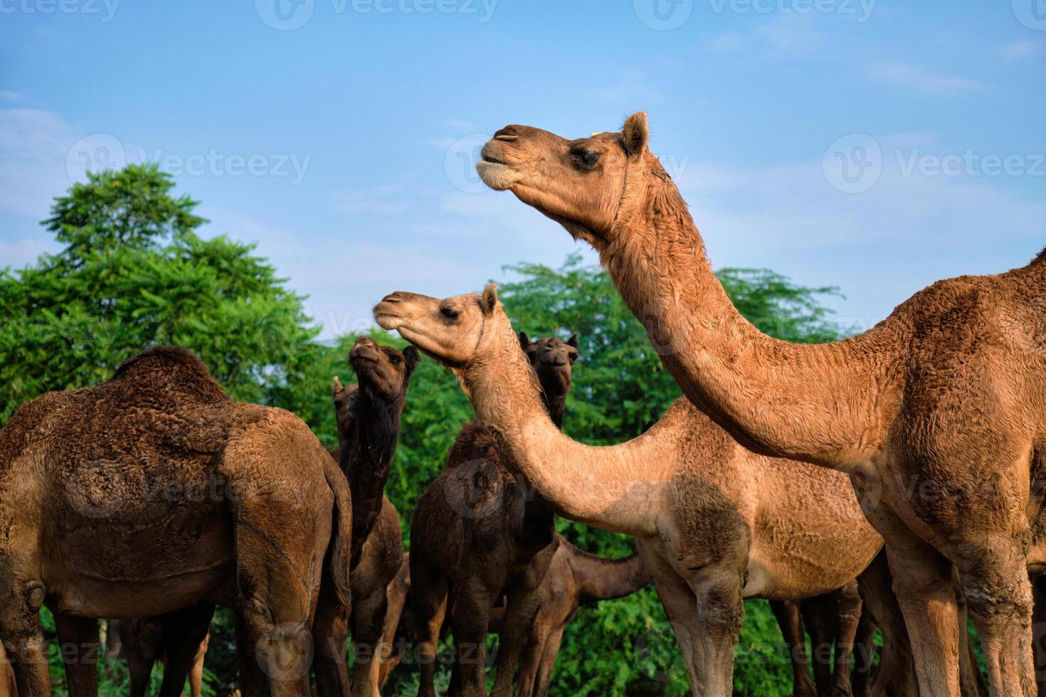 Camels at Pushkar Mela Pushkar Camel Fair , India photo