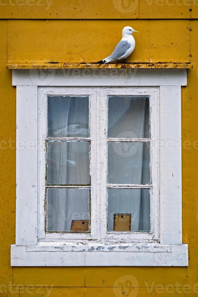 Seagull bird close up photo