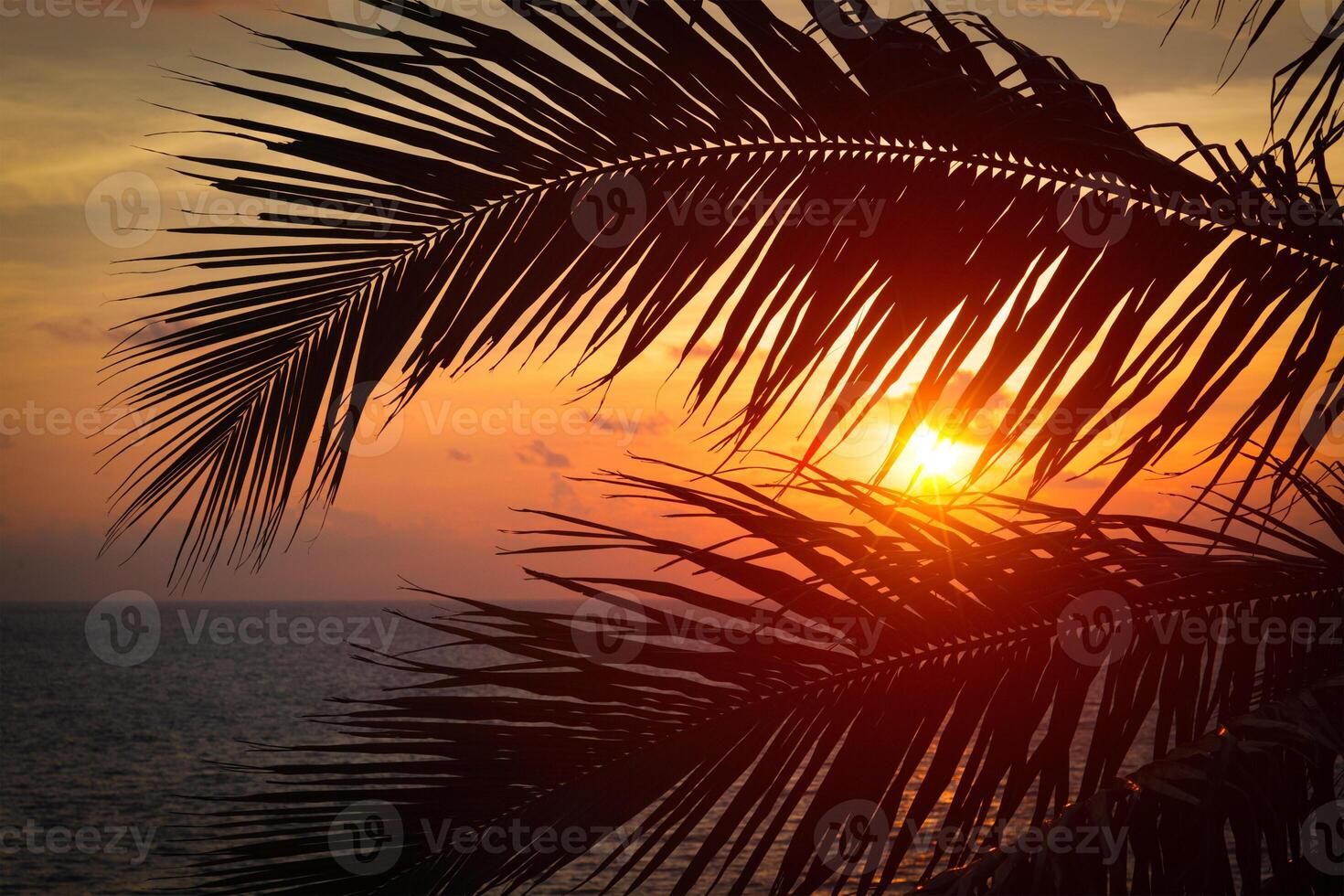 Ocean sunset visible through palm leaves photo