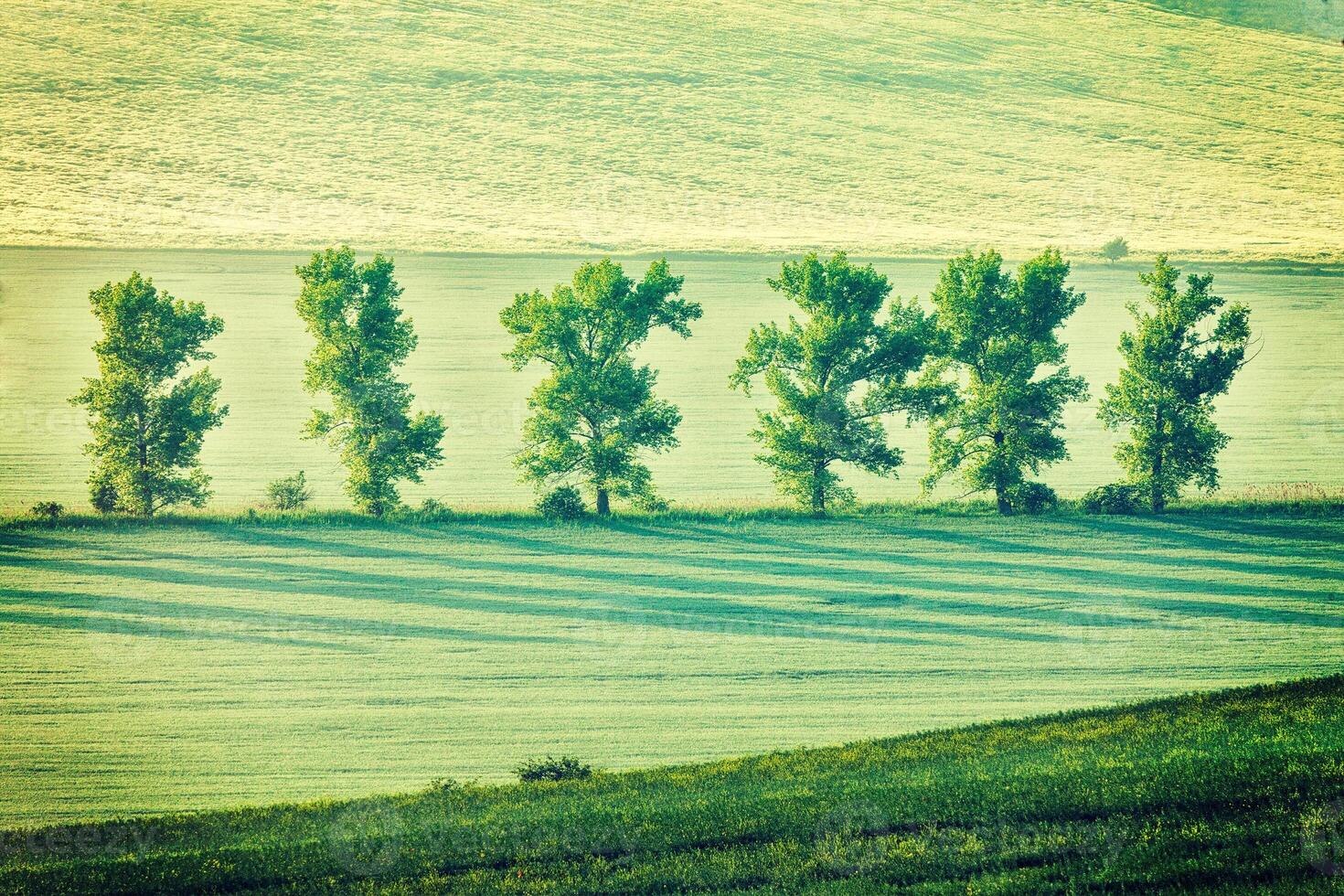 Moravian rolling landscape in early morning photo