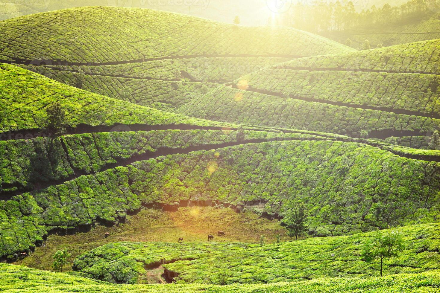 Tea plantations in Munnar, Kerala, India. photo