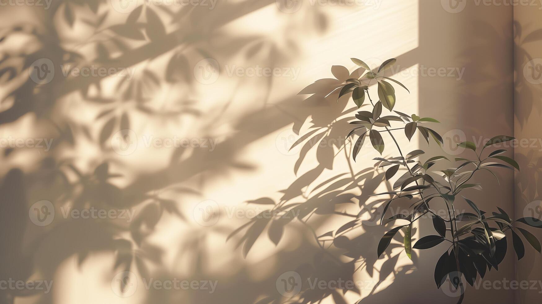 The shadow from plants cast on an empty wall. photo