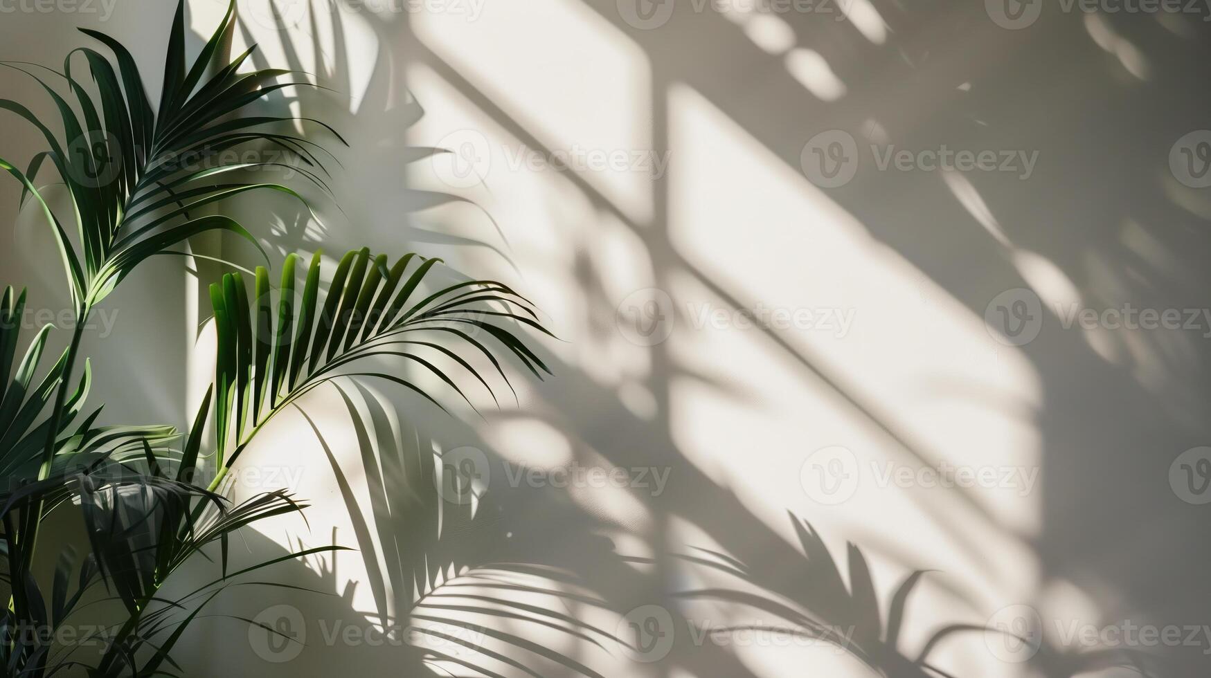 The shadow from plants cast on an empty wall. photo