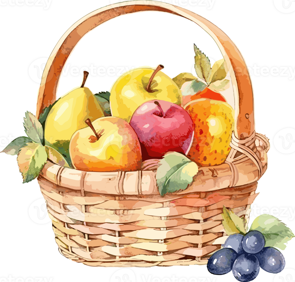 Basket with fresh fruits. Watercolor hand drawn illustration isolated png