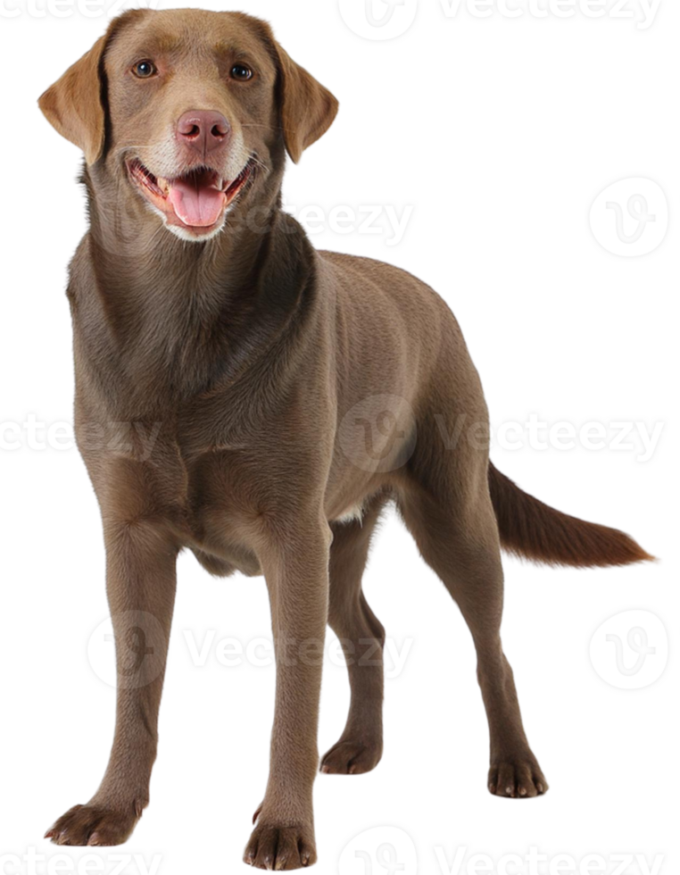 labrador Retriever, illustration png