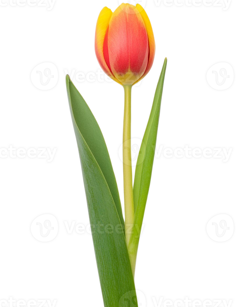 a tulip, illustration png