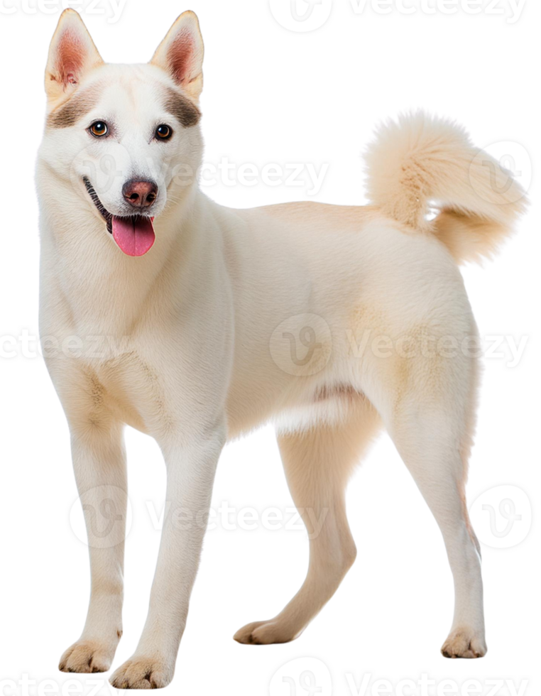 Siberian Husky, illustration png