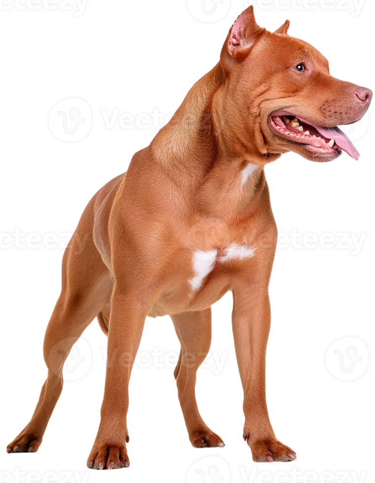 american pitbull, illustration png