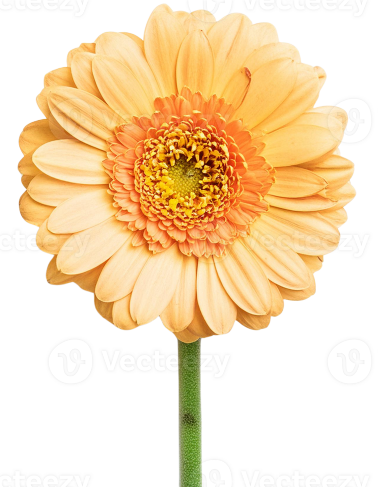 a Daisy, illustration png
