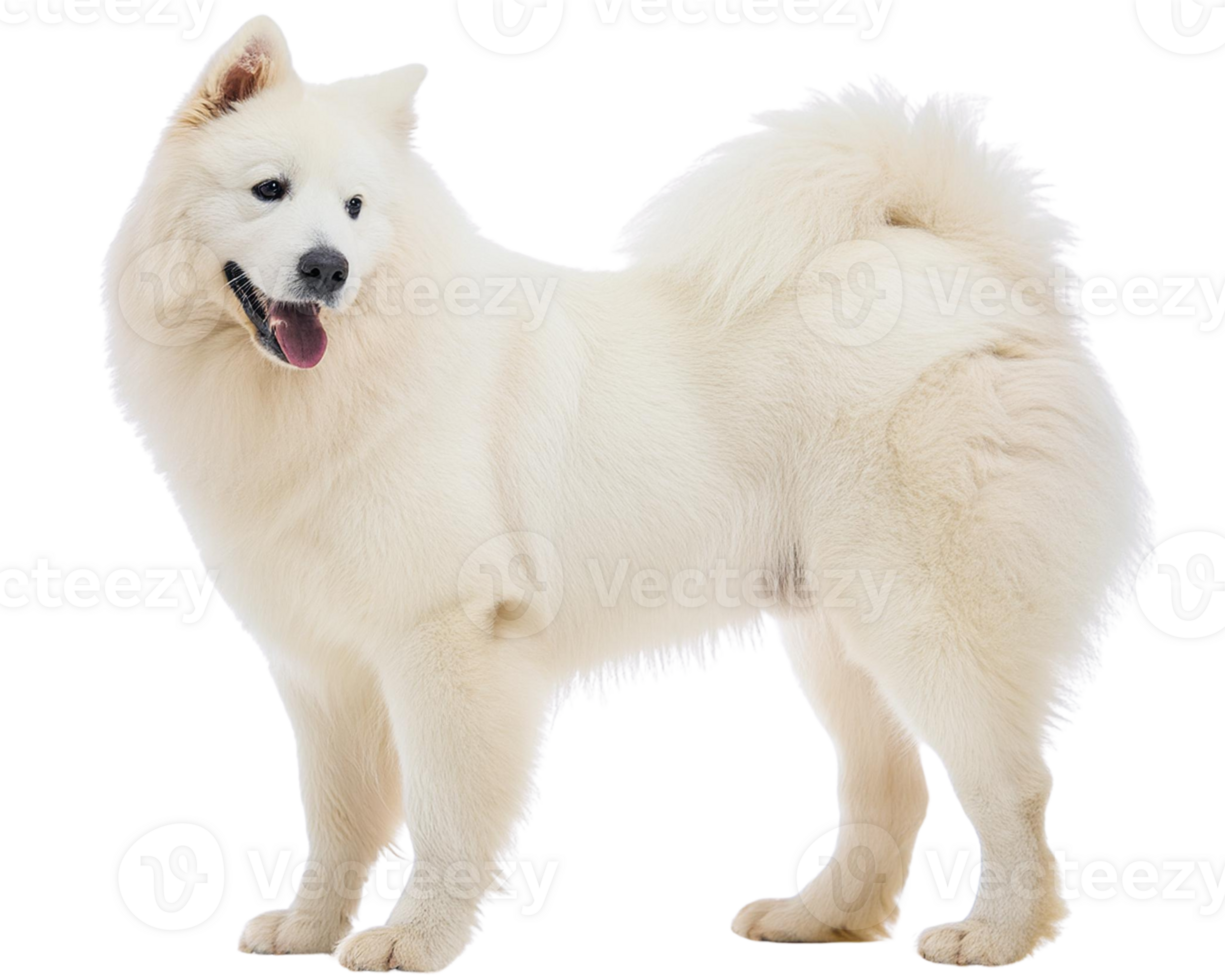 en samojed, illustration png