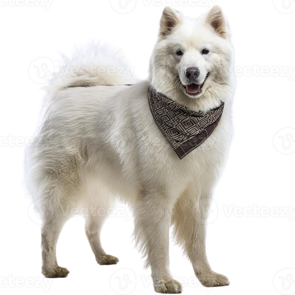a Samoyed, illustration png