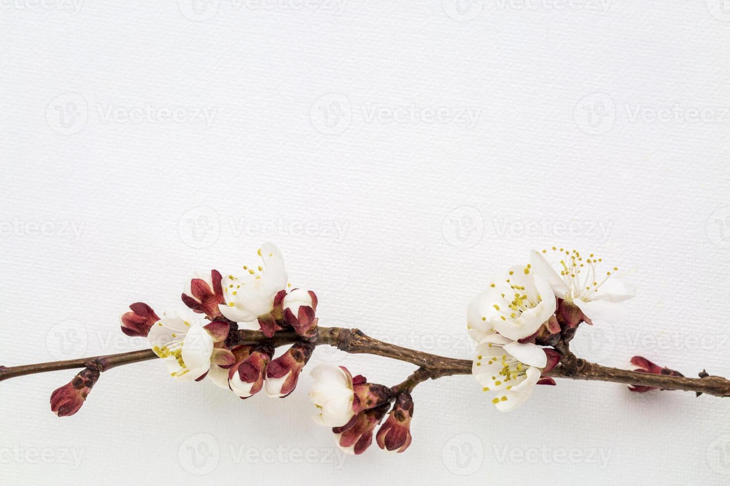 apricot tree flower on canvas photo