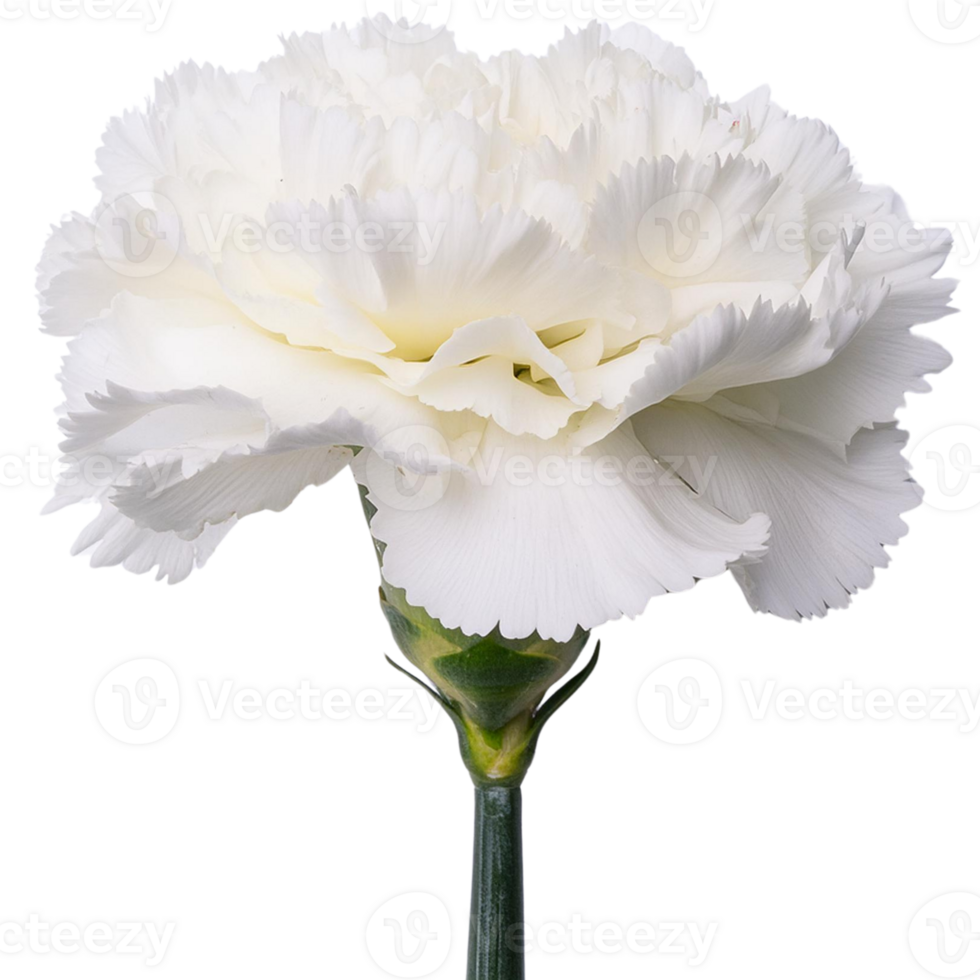 white canation, illustration png