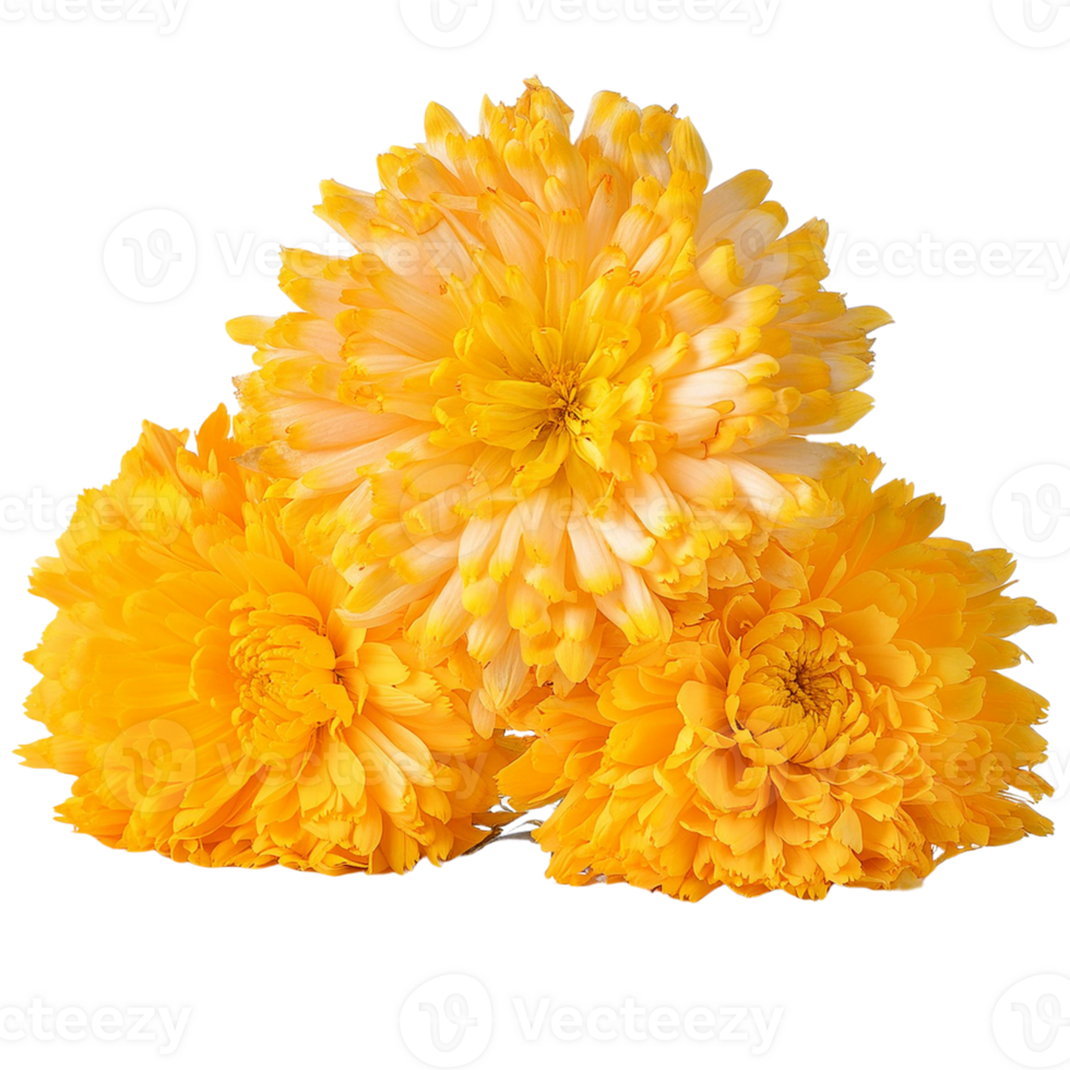 Marigold flower, illustration png