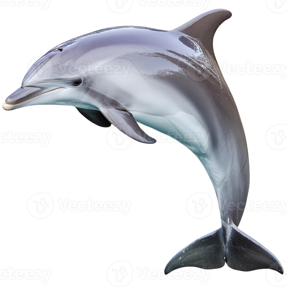 a dolphin, illustration png
