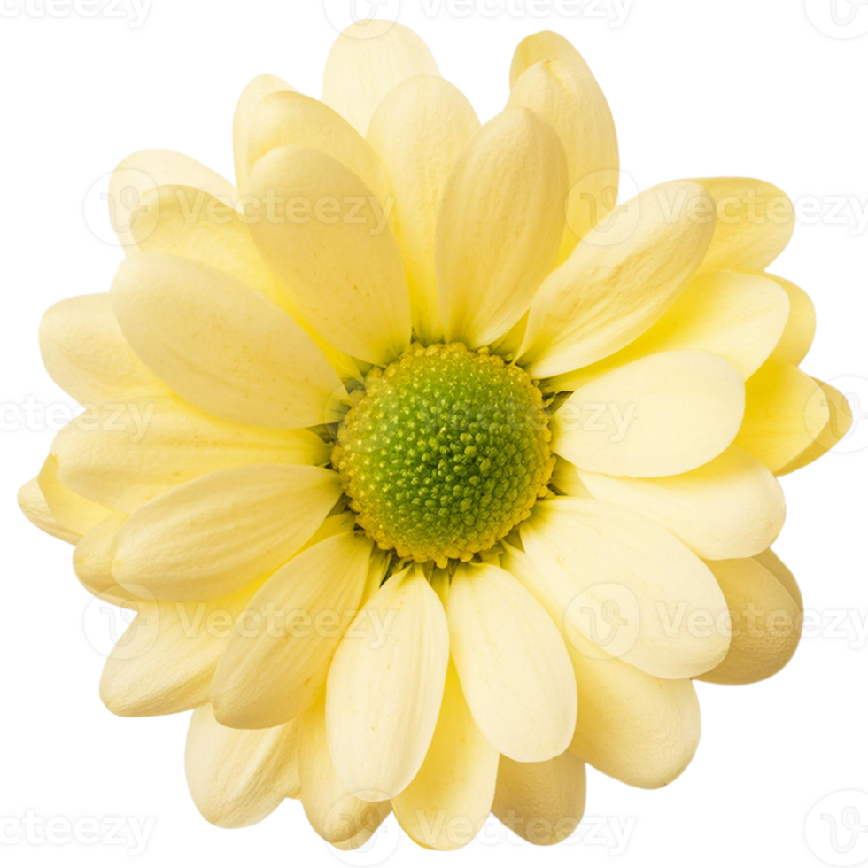 a Chrysanthemum, illustration png