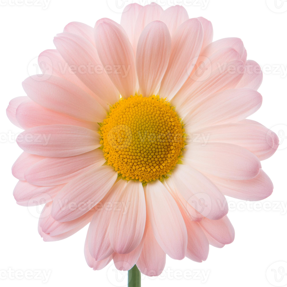 a Chrysanthemum, illustration png