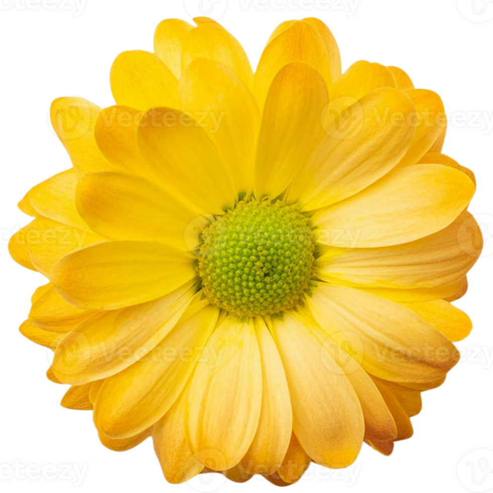 a Chrysanthemum, illustration png