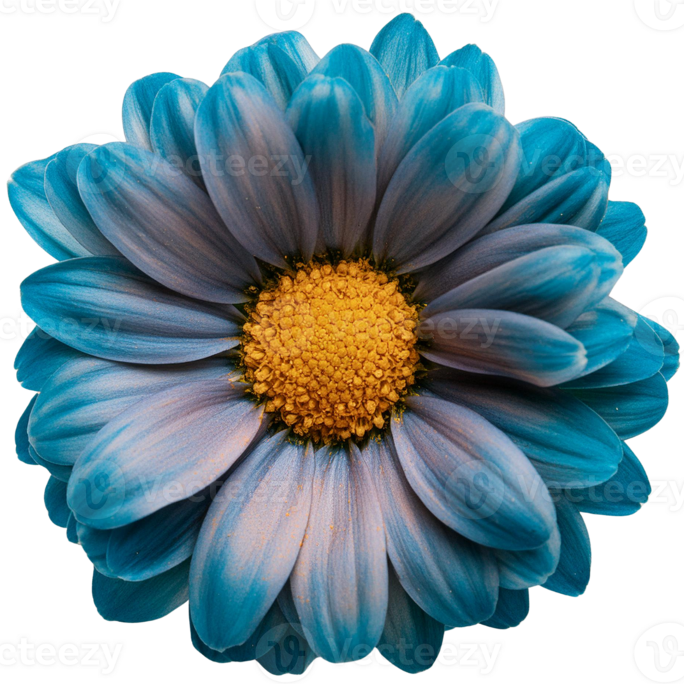 a Chrysanthemum, illustration png