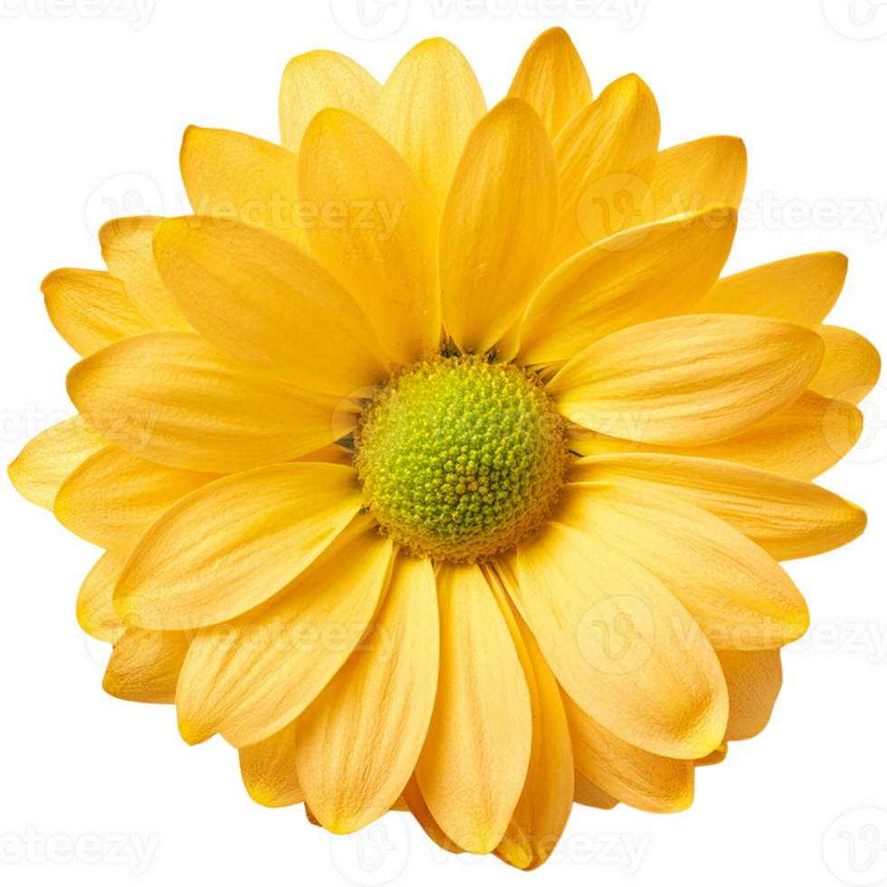 a Chrysanthemum, illustration png