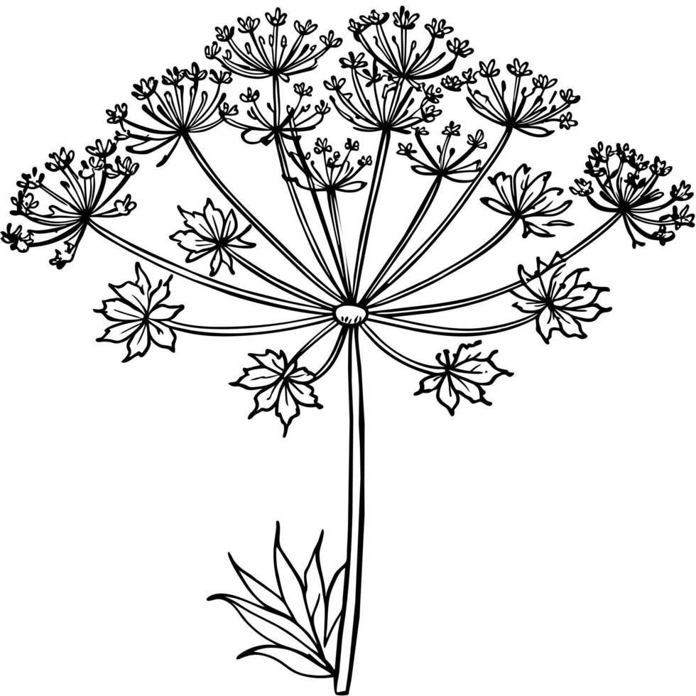 Queen Anne Lace flower outline illustration coloring book page design, Queen Anne Lace flower black and white line art drawing coloring book pages for children and adults vector