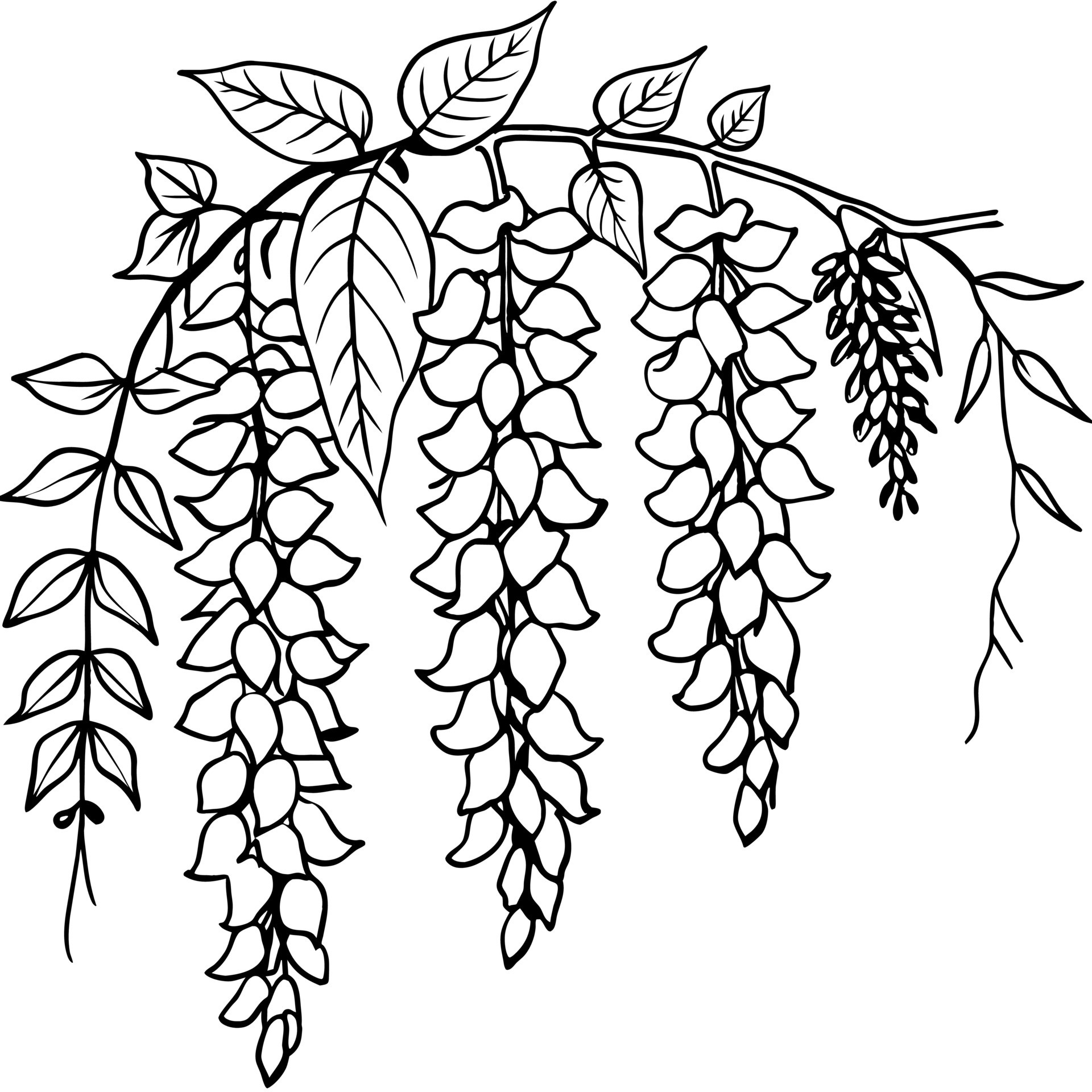 Wisteria Flower outline illustration coloring book page design