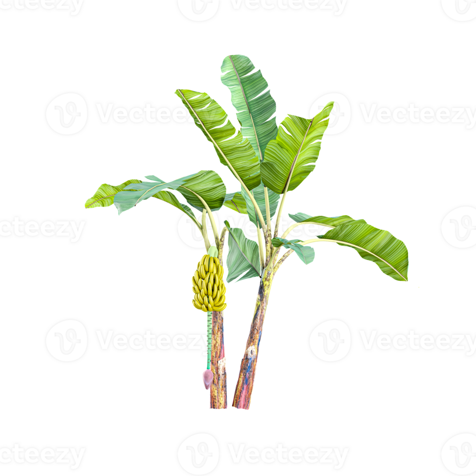collection of banana tree with realistic style png