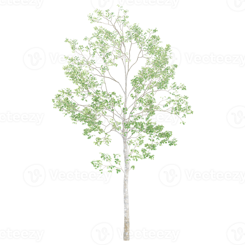 3D rendering of Birch tree in transparent canvas png