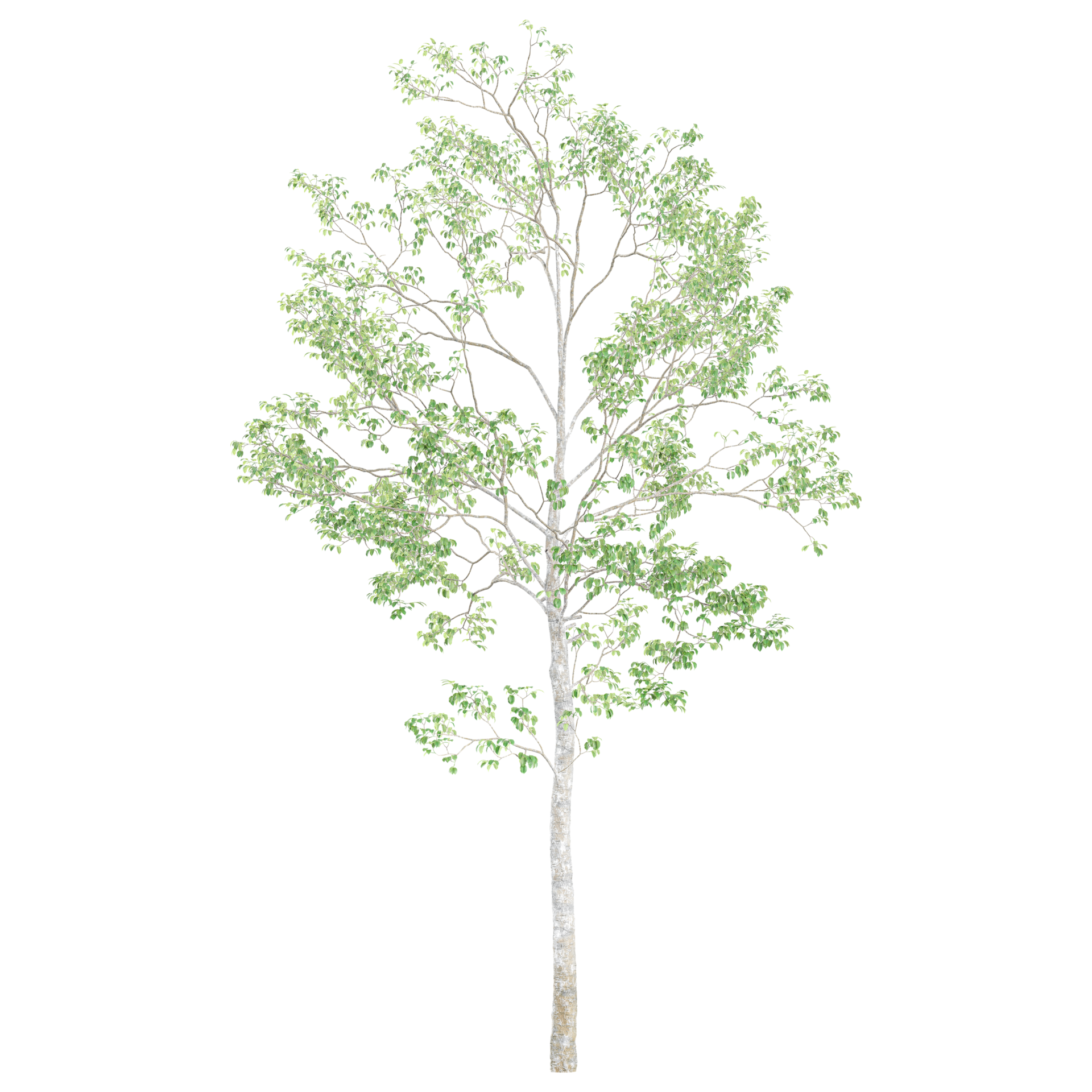 3D rendering of Birch tree in transparent canvas 45384999 PNG