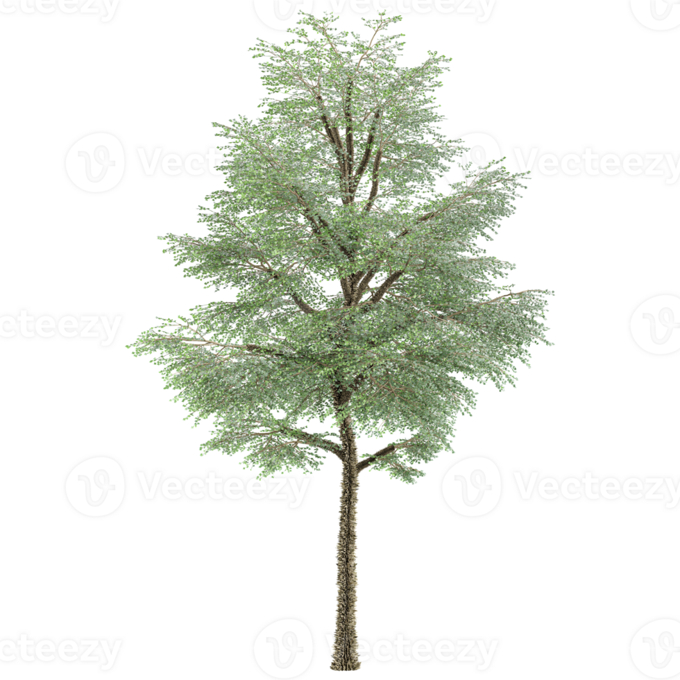 Birch isolated on transparent Canvas png