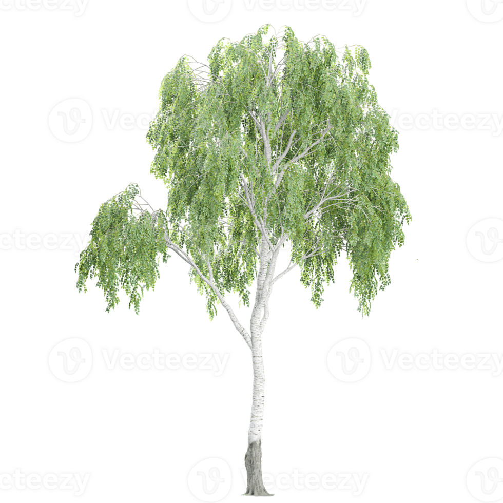 birch tree from the different angles png