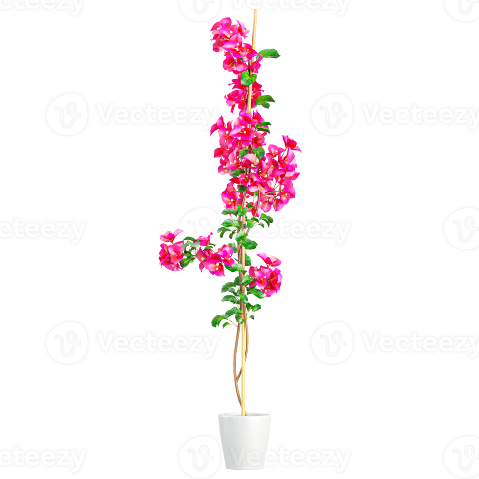 Ornamental Bougainvillea Flower plants in pot and spout,isolated on canvas png