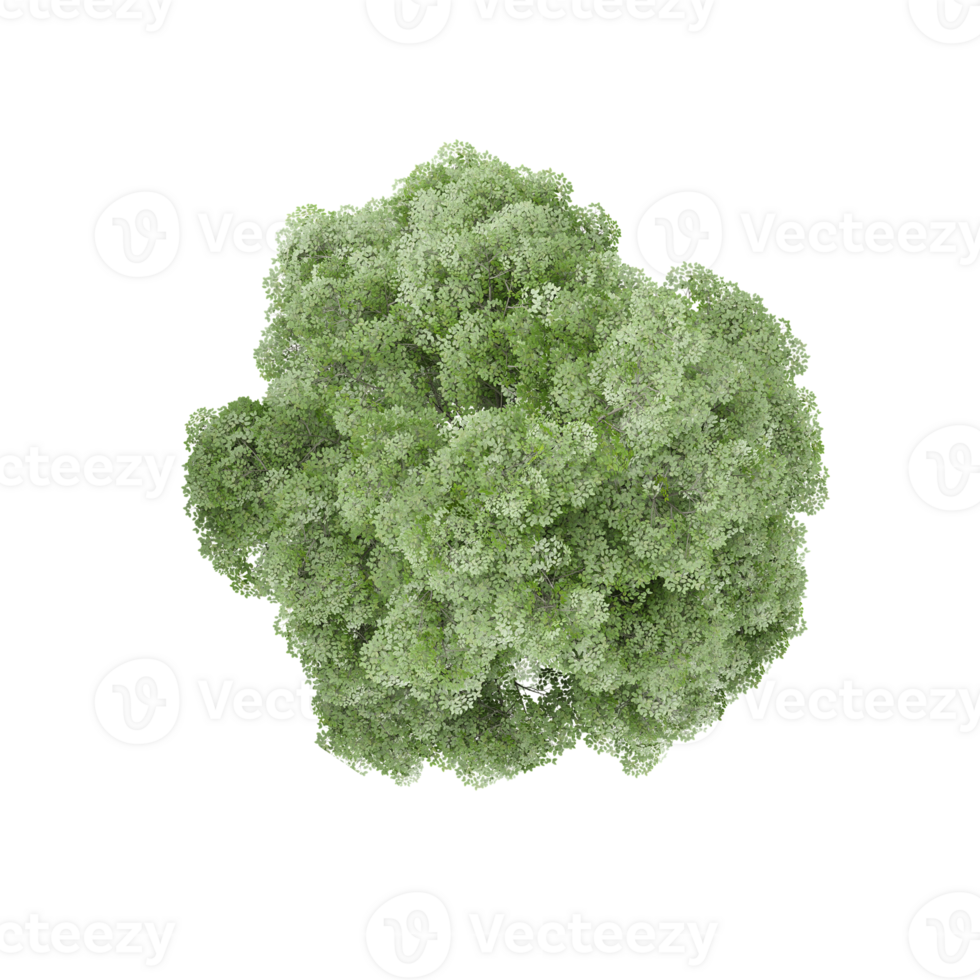 beech Tree for architecture visualization from top view png