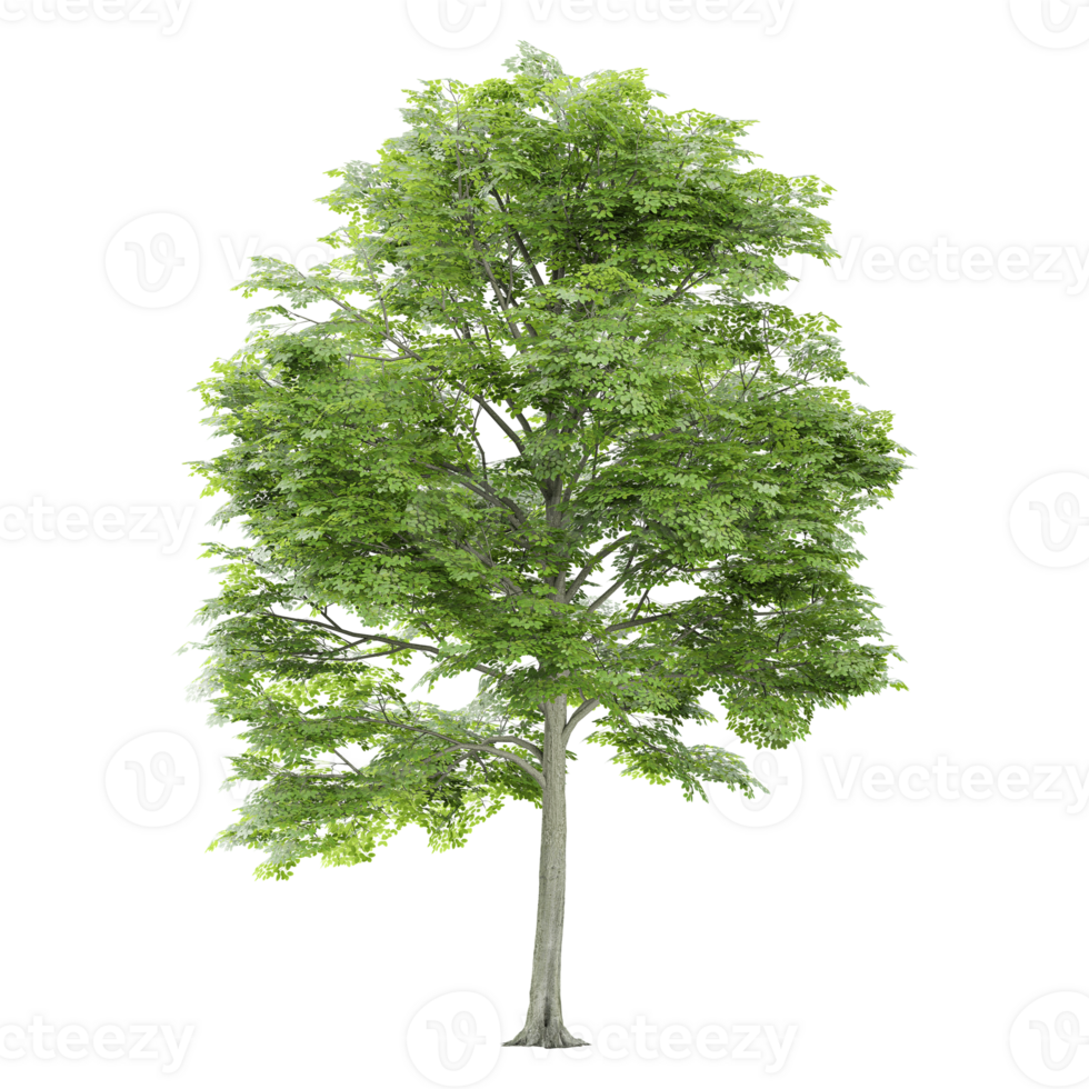beech plant isolated on canvas png